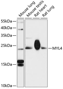 MYL4 Rabbit pAb
