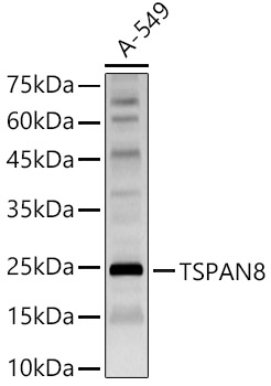 TSPAN8 Rabbit pAb