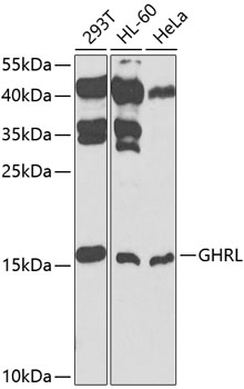 GHRL Rabbit pAb