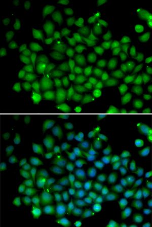 FAT10/UBD Rabbit pAb