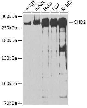 CHD2 Rabbit pAb