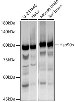 Hsp90α Rabbit pAb