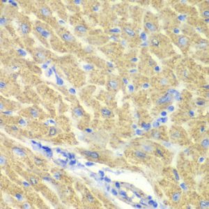 GLRX3 Rabbit pAb