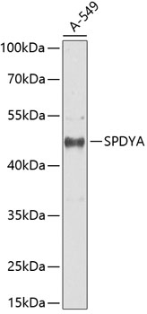 SPDYA Rabbit pAb