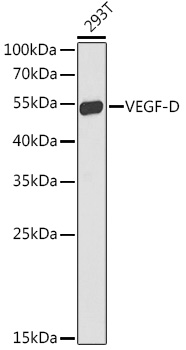 VEGF-D Rabbit pAb