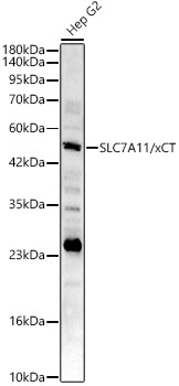 SLC7A11/xCT Rabbit pAb