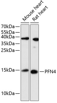 PFN4 Rabbit pAb