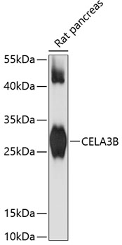 CELA3B Rabbit pAb