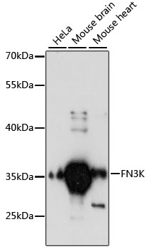 FN3K Rabbit pAb