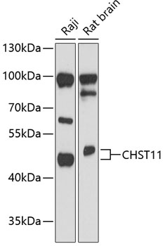 CHST11 Rabbit pAb