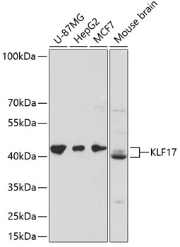 KLF17 Rabbit pAb