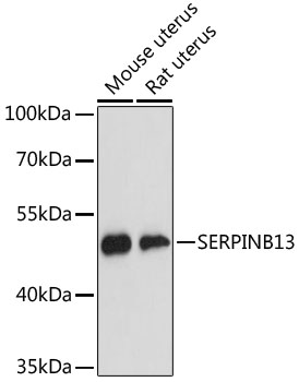 SERPINB13 Rabbit pAb