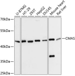 CMAS Rabbit pAb