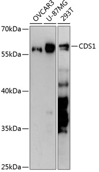 CDS1 Rabbit pAb