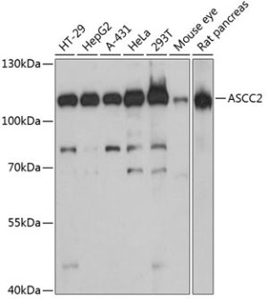 ASCC2 Rabbit pAb
