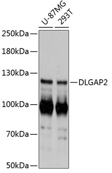 DLGAP2 Rabbit pAb