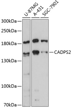 CADPS2 Rabbit pAb
