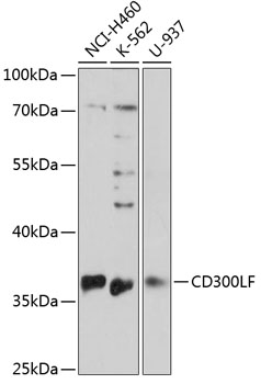 CD300LF Rabbit pAb