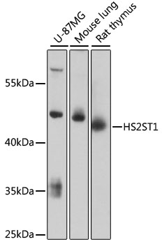 HS2ST1 Rabbit pAb