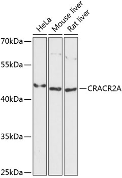 CRACR2A Rabbit pAb