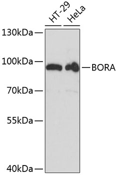BORA Rabbit pAb