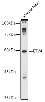 ETV4 Rabbit pAb