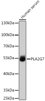 PLA2G7 Rabbit pAb