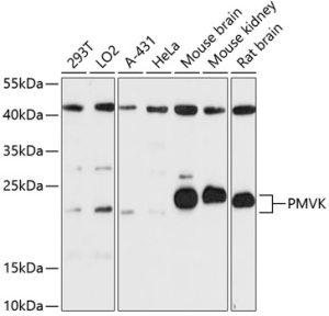 PMVK Rabbit pAb
