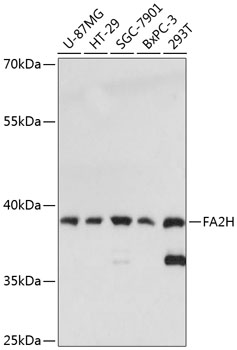 FA2H Rabbit pAb