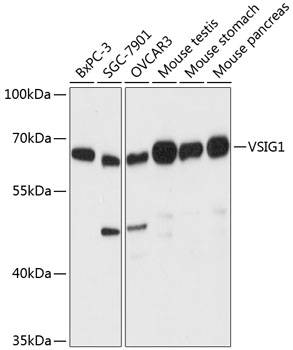 VSIG1 Rabbit pAb