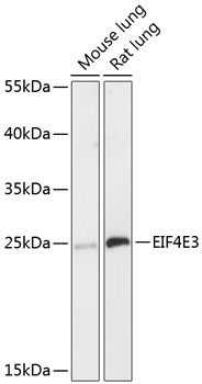 EIF4E3 Rabbit pAb