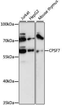 FLJ12529 Rabbit pAb