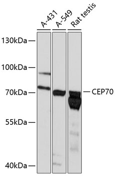 CEP70 Rabbit pAb