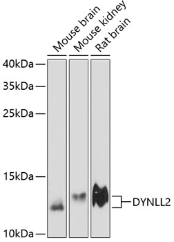 DYNLL2 Rabbit pAb