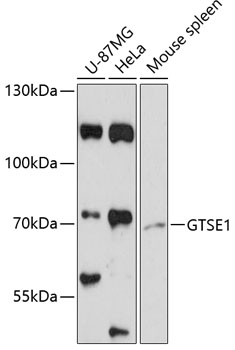GTSE1 Rabbit pAb