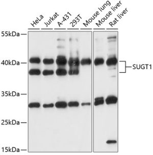 SUGT1 Rabbit pAb
