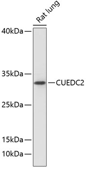 CUEDC2 Rabbit pAb