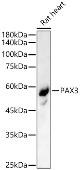 PAX3 Rabbit pAb