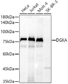 DGKA Rabbit pAb