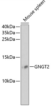 GNGT2 Rabbit pAb