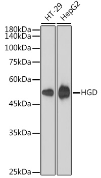 HGD Rabbit mAb
