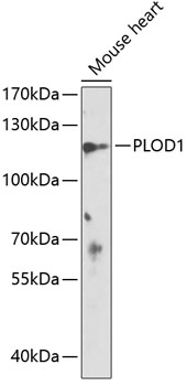 PLOD1 Rabbit pAb