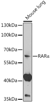 RARα Rabbit pAb