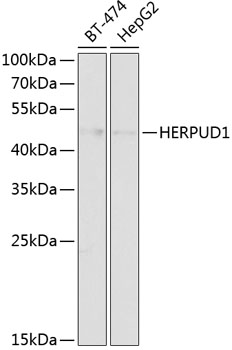 HERPUD1 Rabbit pAb
