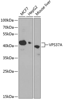 VPS37A Rabbit pAb