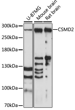 CSMD2 Rabbit pAb