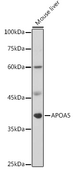APOA5 Rabbit pAb