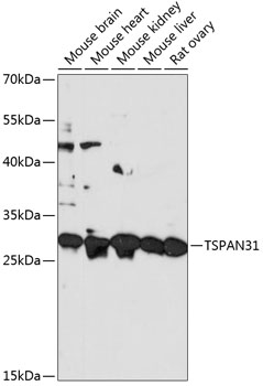 TSPAN31 Rabbit pAb