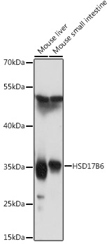 HSD17B6 Rabbit pAb
