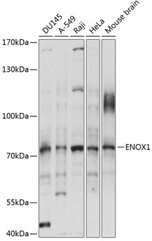 ENOX1 Rabbit pAb